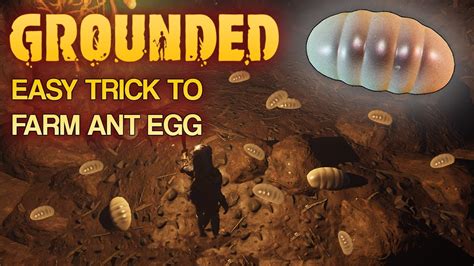 How can I find <strong>ant eggs</strong>? I went into the <strong>ant</strong> cave and in the spot where the <strong>eggs</strong> are suppose to <strong>spawn</strong> it's completely empty. . Grounded ant eggs not spawning